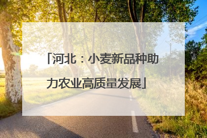 河北：小麦新品种助力农业高质量发展
